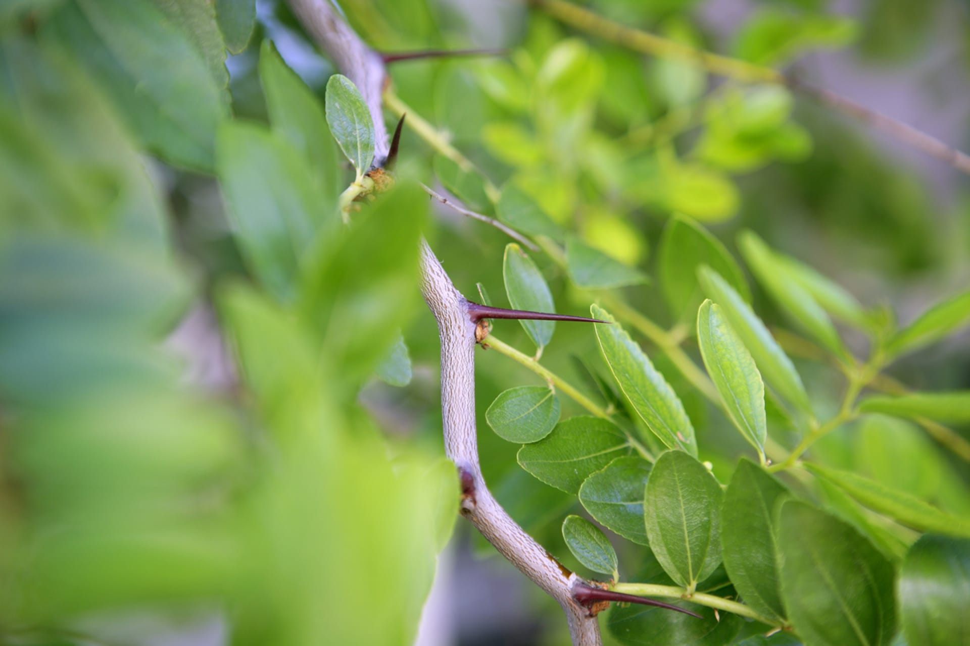 Jujuba chińska (Ziziphus jujuba) 5