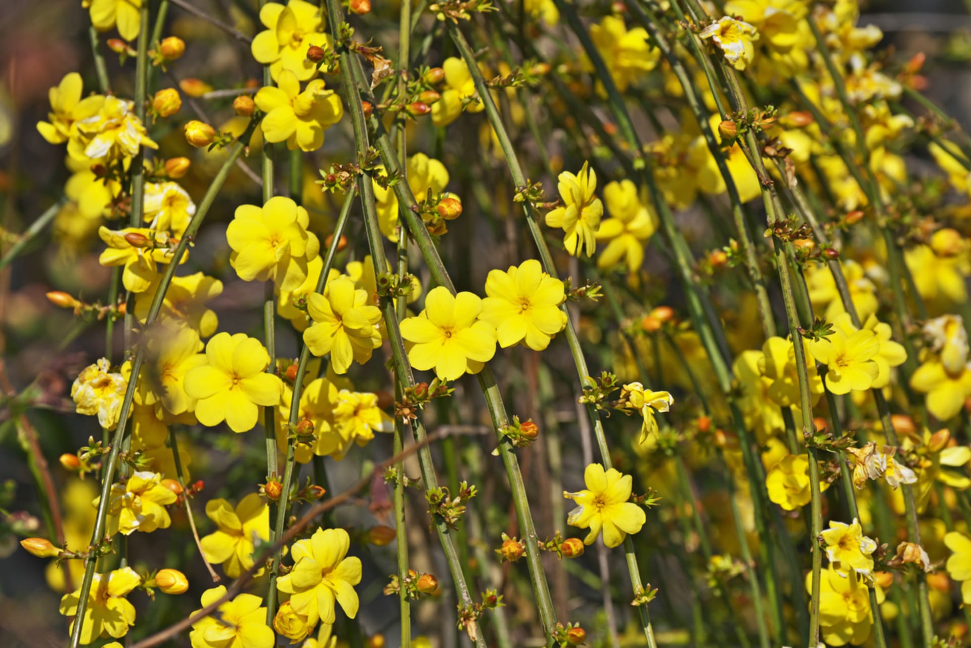 Jasminum nudiflorum (Jasminum nudiflorum)