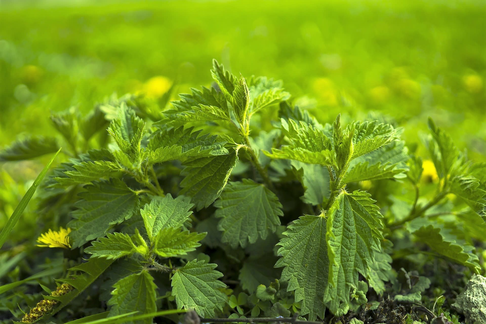 Pokrzywy zwyczajnej (Urtica dioica) nie trzeba nikomu przedstawiać, znają ją wszyscy, jako nieprzyjemny, parzący chwast lub jako niezwykle ceniony lek