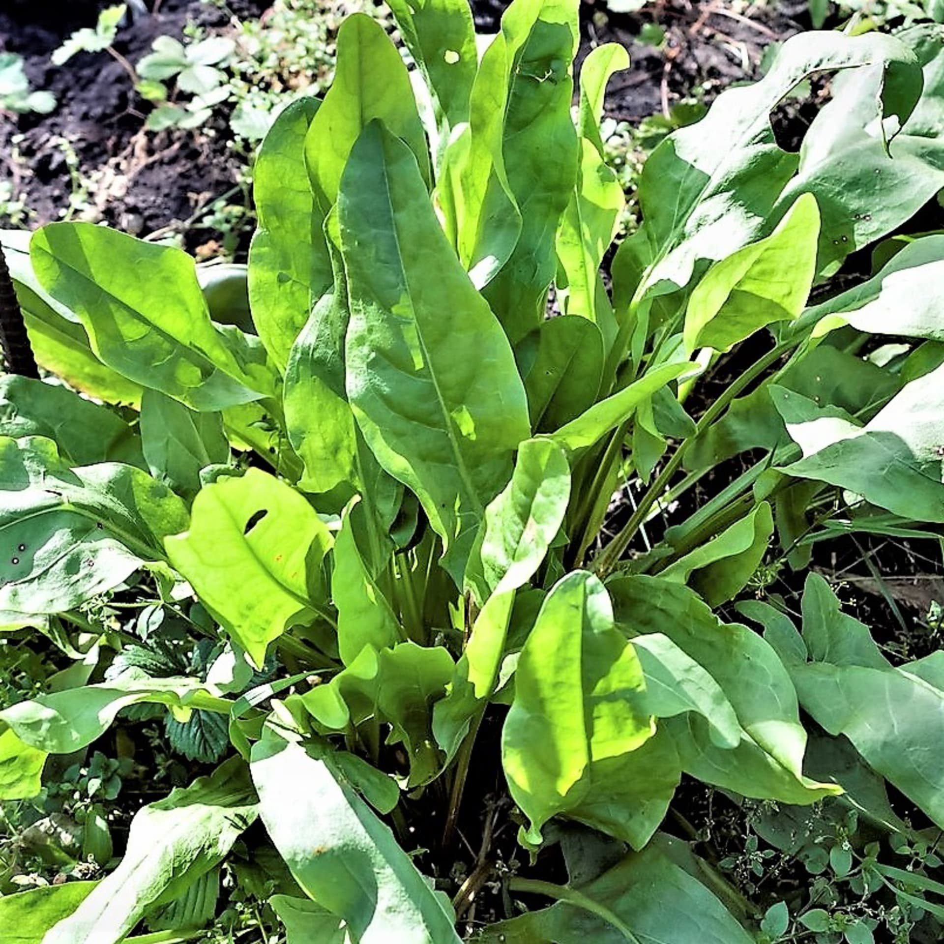 Szczaw ogrodowy (Rumex cierpliwy) jest również znany jako szczaw szpinakowy