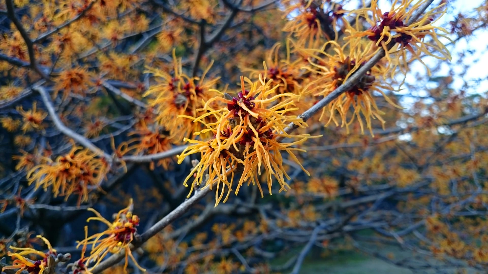 Hamamelis japoński