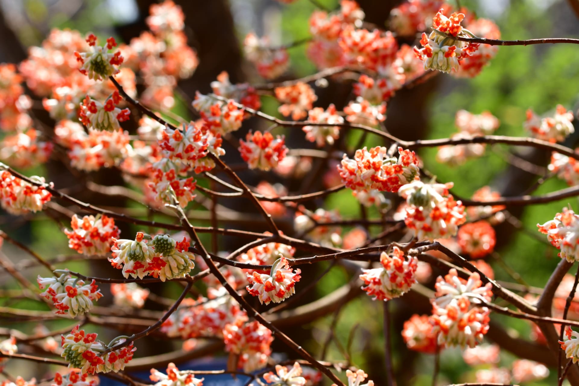 Krzew papierowy (Edgeworthia chrysantha) 