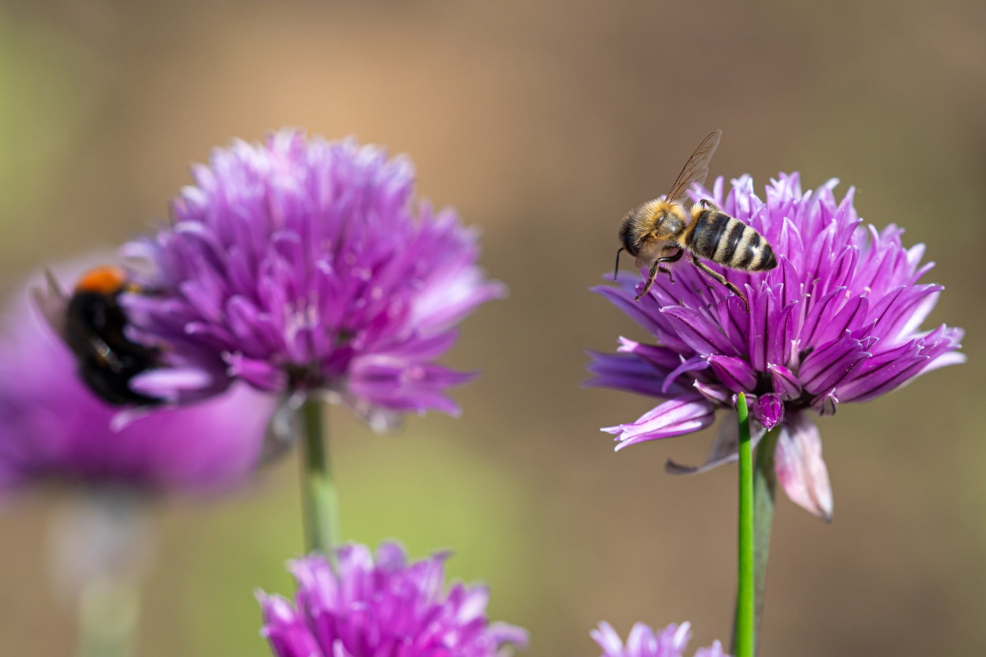 Szczypiorek (Allium schoenoprasum)