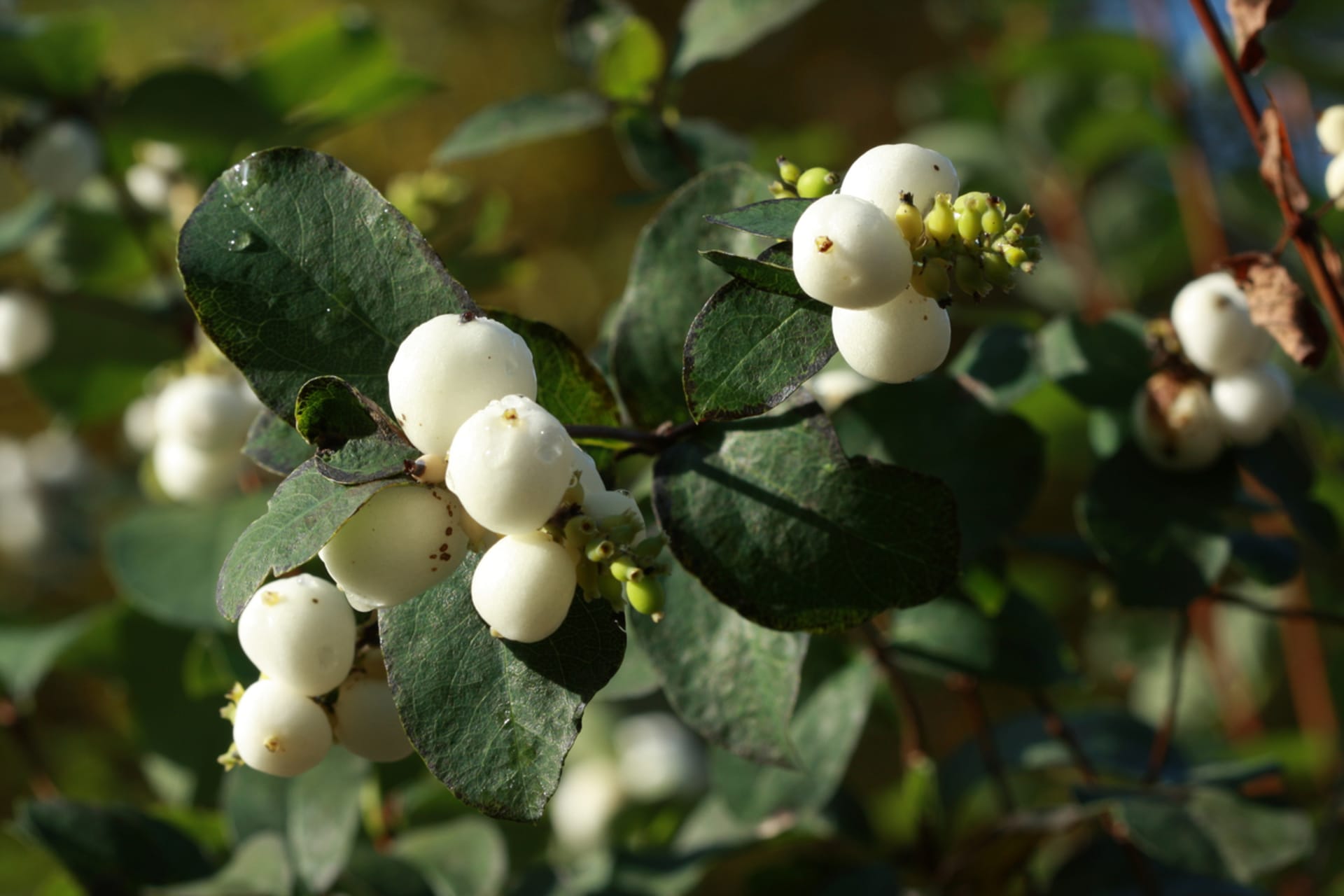 Symphoricarpos albus (Symphoricarpos albus)