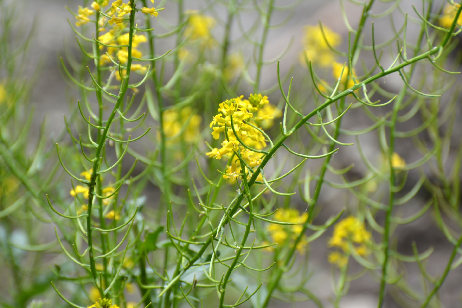 Berberys pospolity (Barbarea vulgaris)