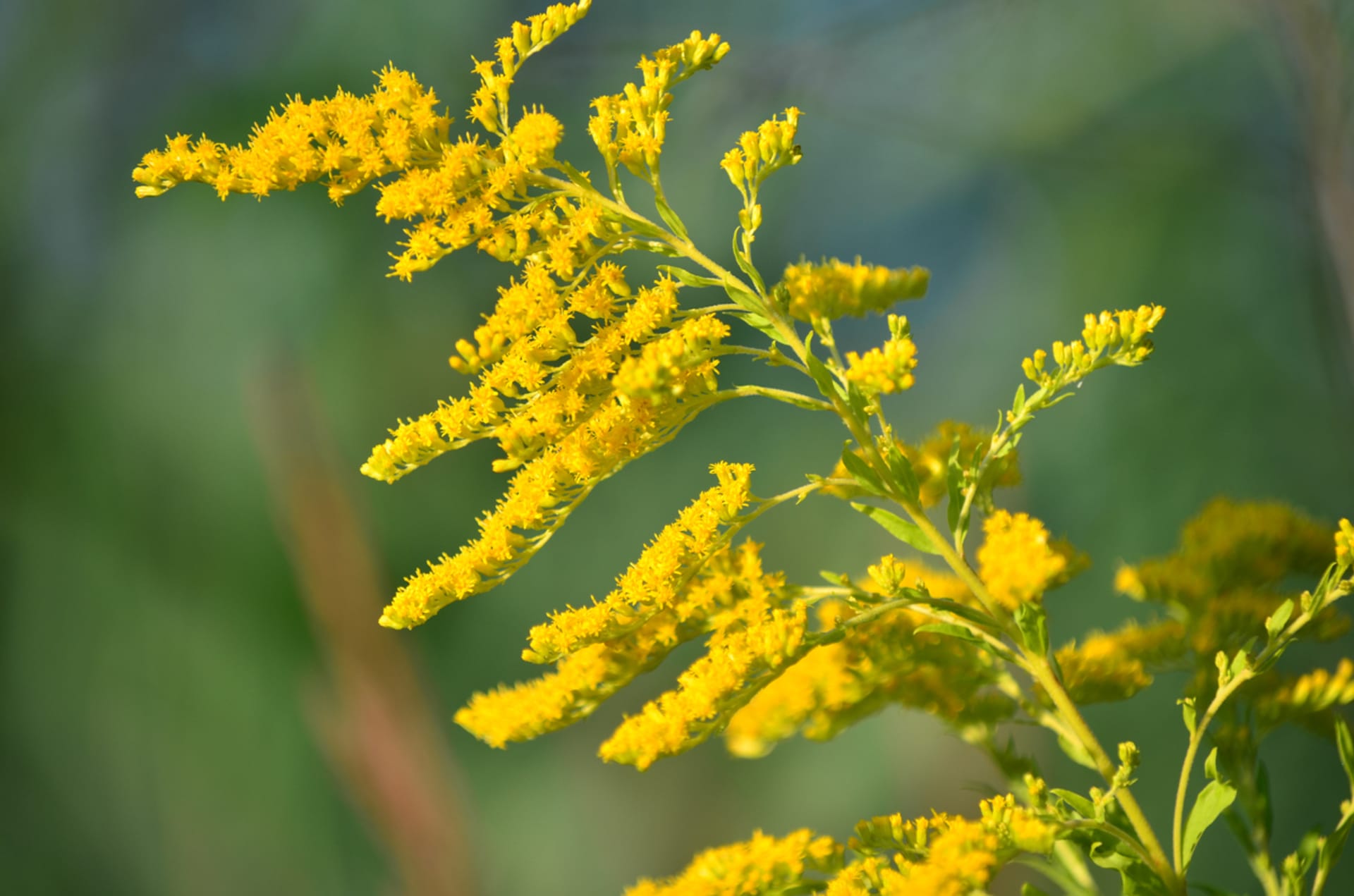 Nawłoć (Solidago)