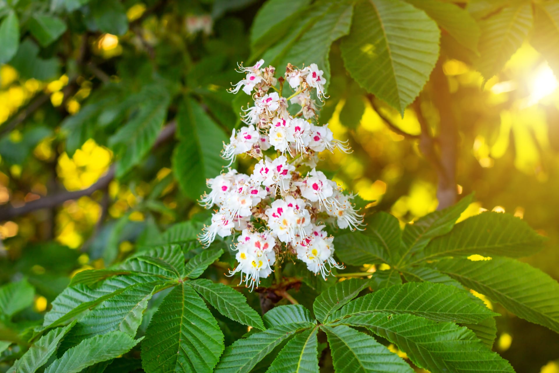 Aesculus hippocastanum (Aesculus hippocastanum)