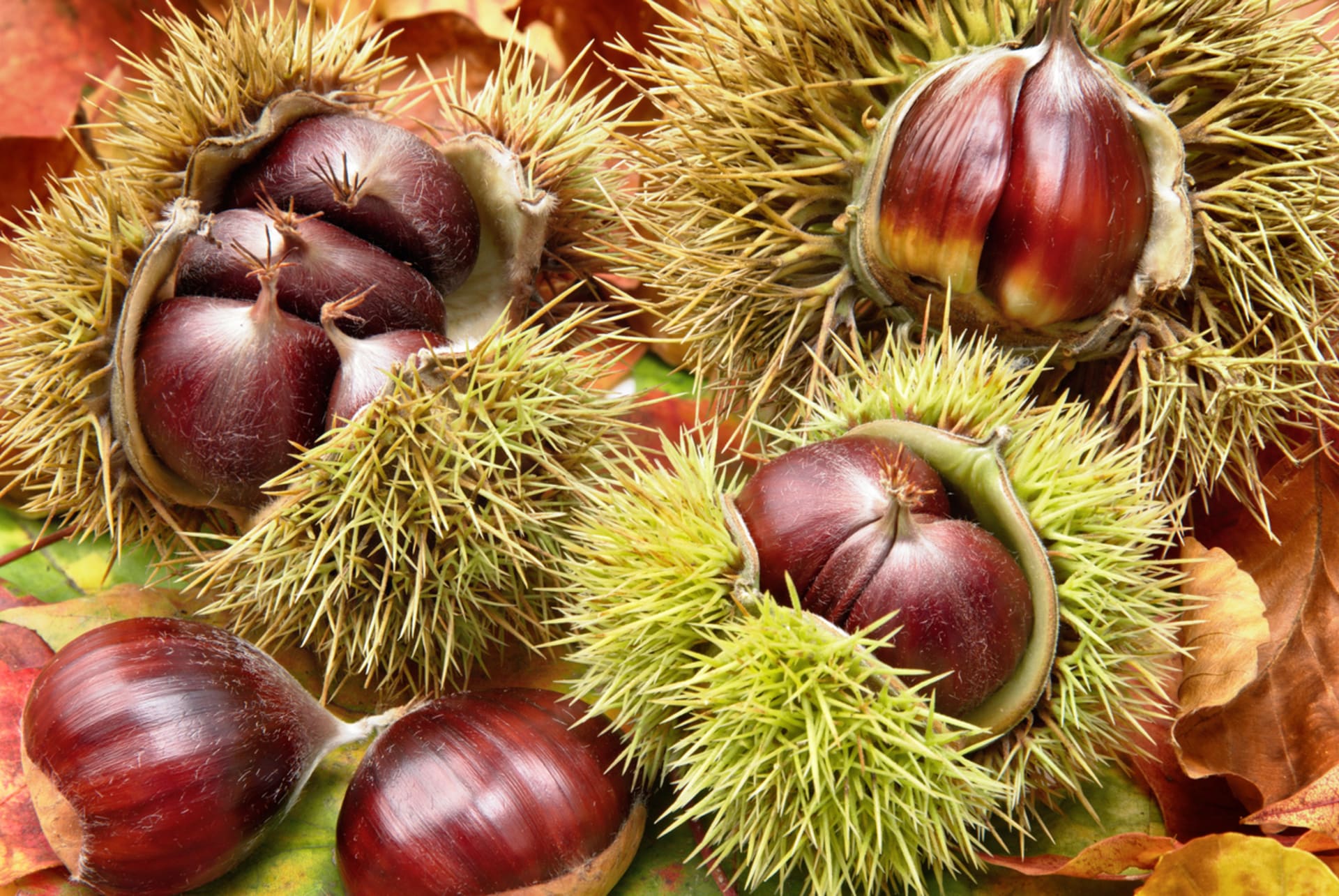 Kasztanowiec (Castanea sativa Mill.)