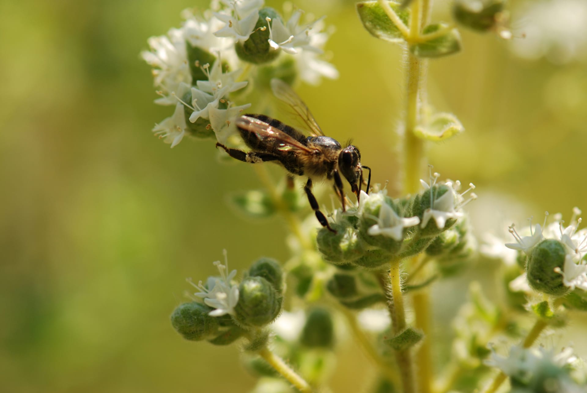 Majeranek ogrodowy (Origanum majorana)