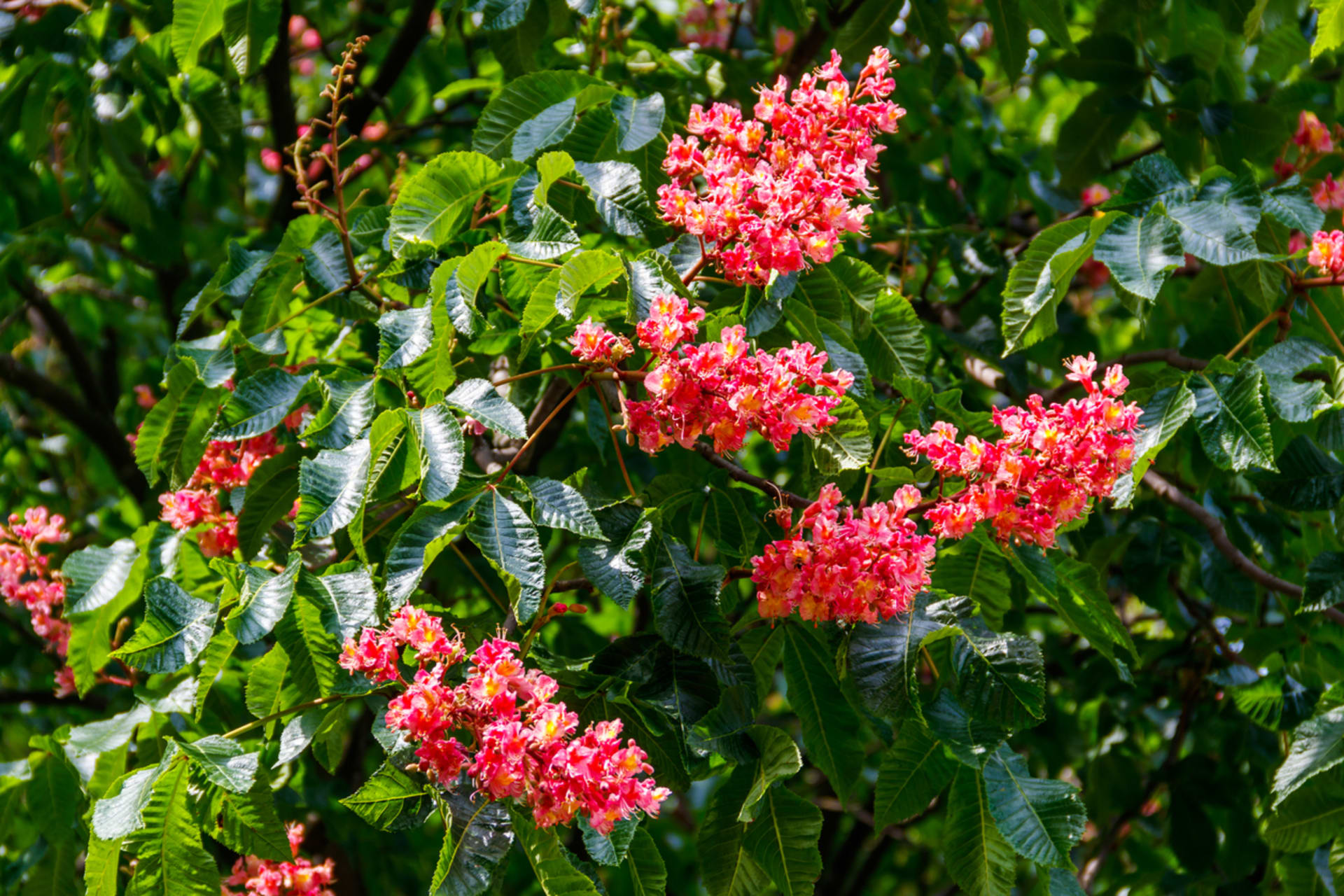 Aesculus x carnea