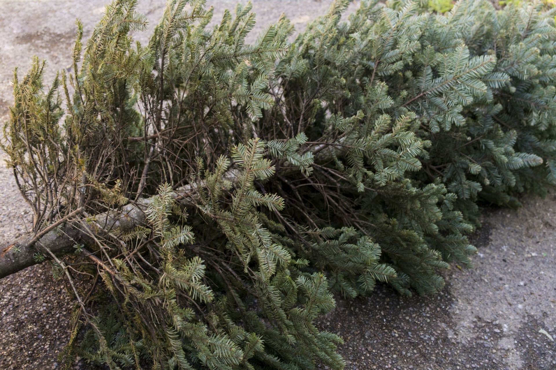 Nie zostawiaj choinek leżących