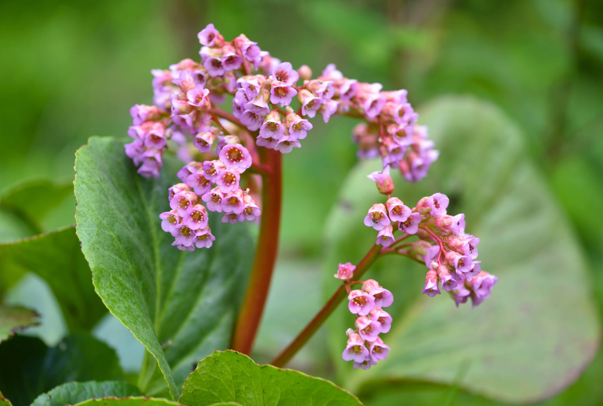 Bergenia (Bergenia)