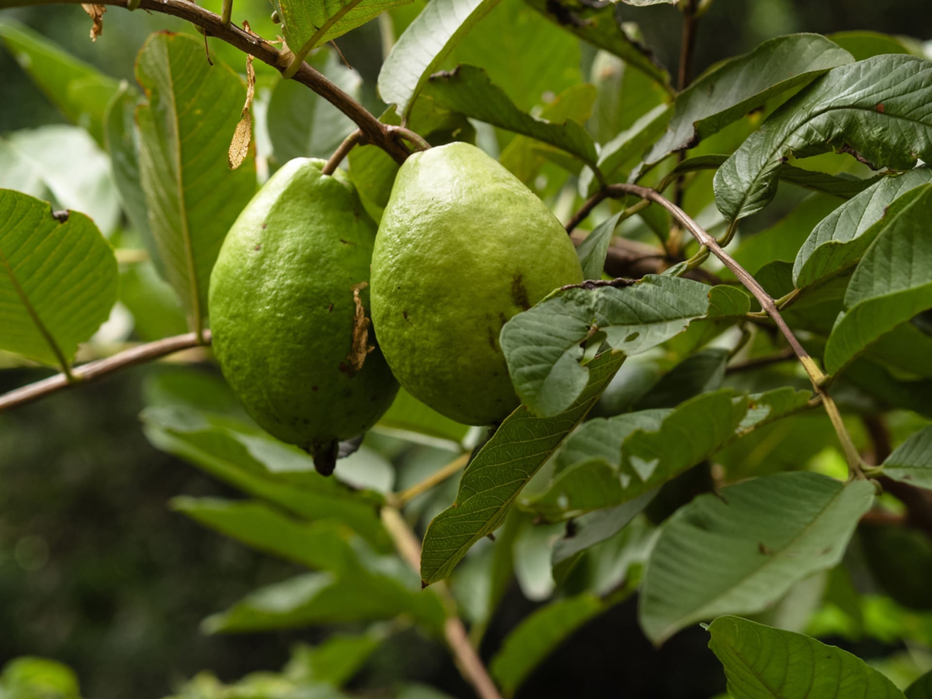 Drzewo truskawkowe (Psidium) 4