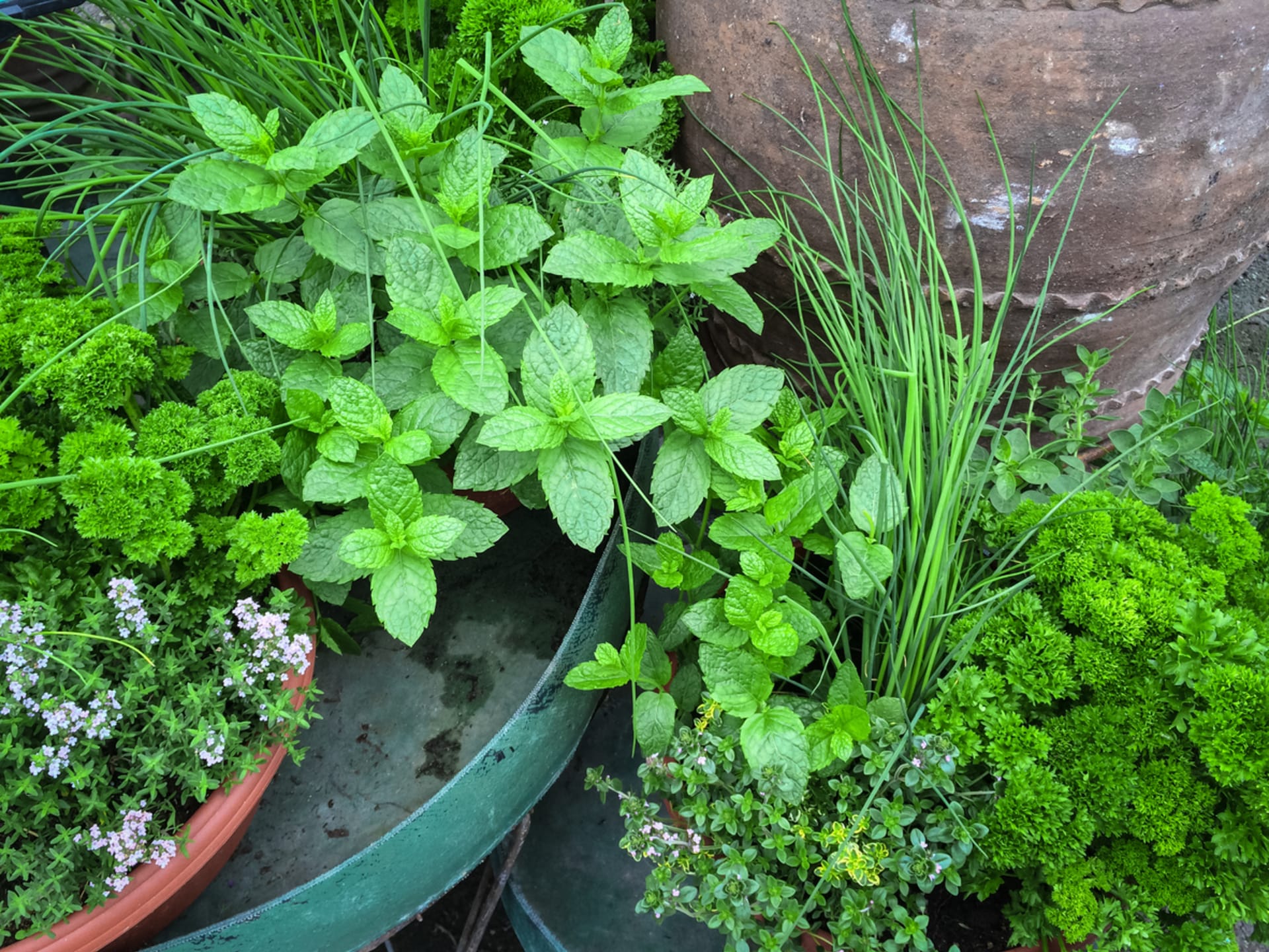 Zioła ozdobią balkon i taras tak samo jak kwiaty balkonowe