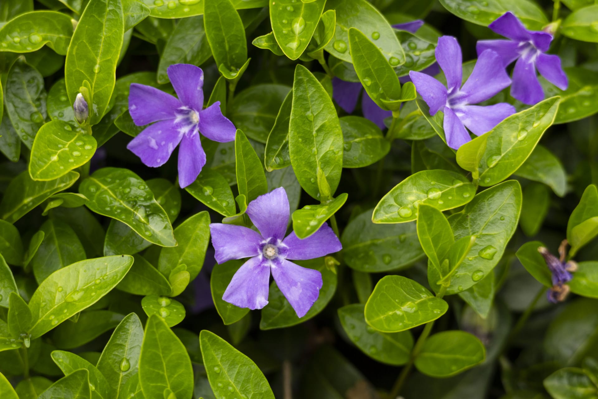 Barwinek (Vinca minor)