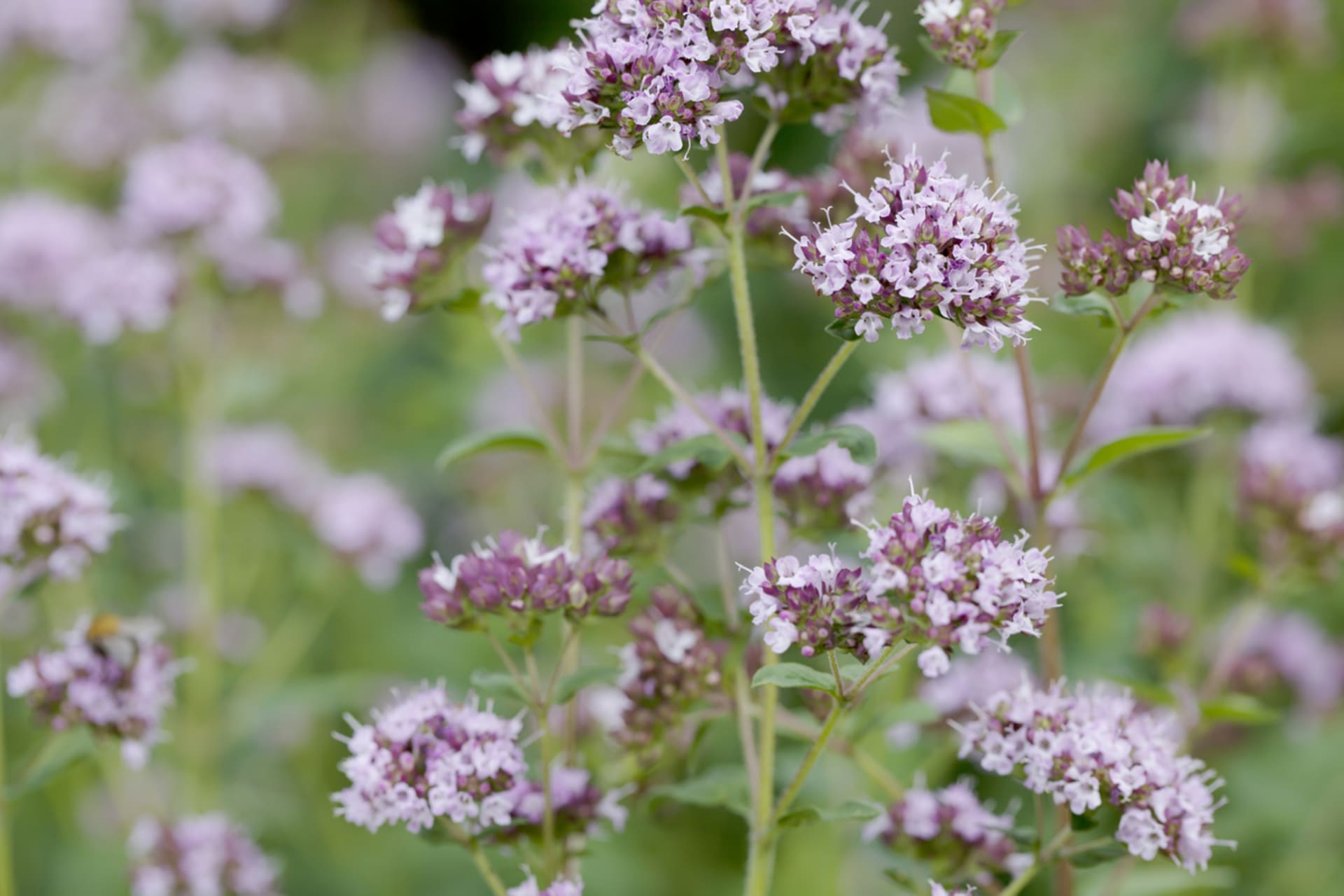 Origanum vulgare (Origanum vulgare)