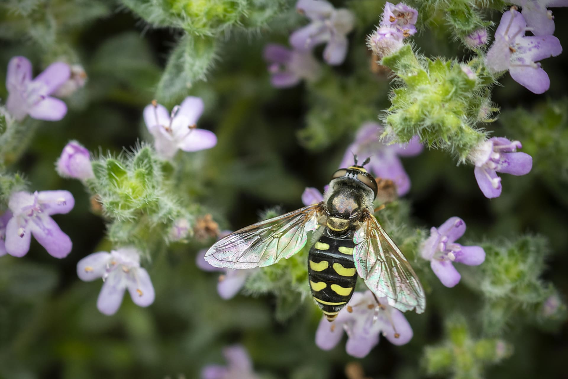 Tymianek (Thymus vulgaris)