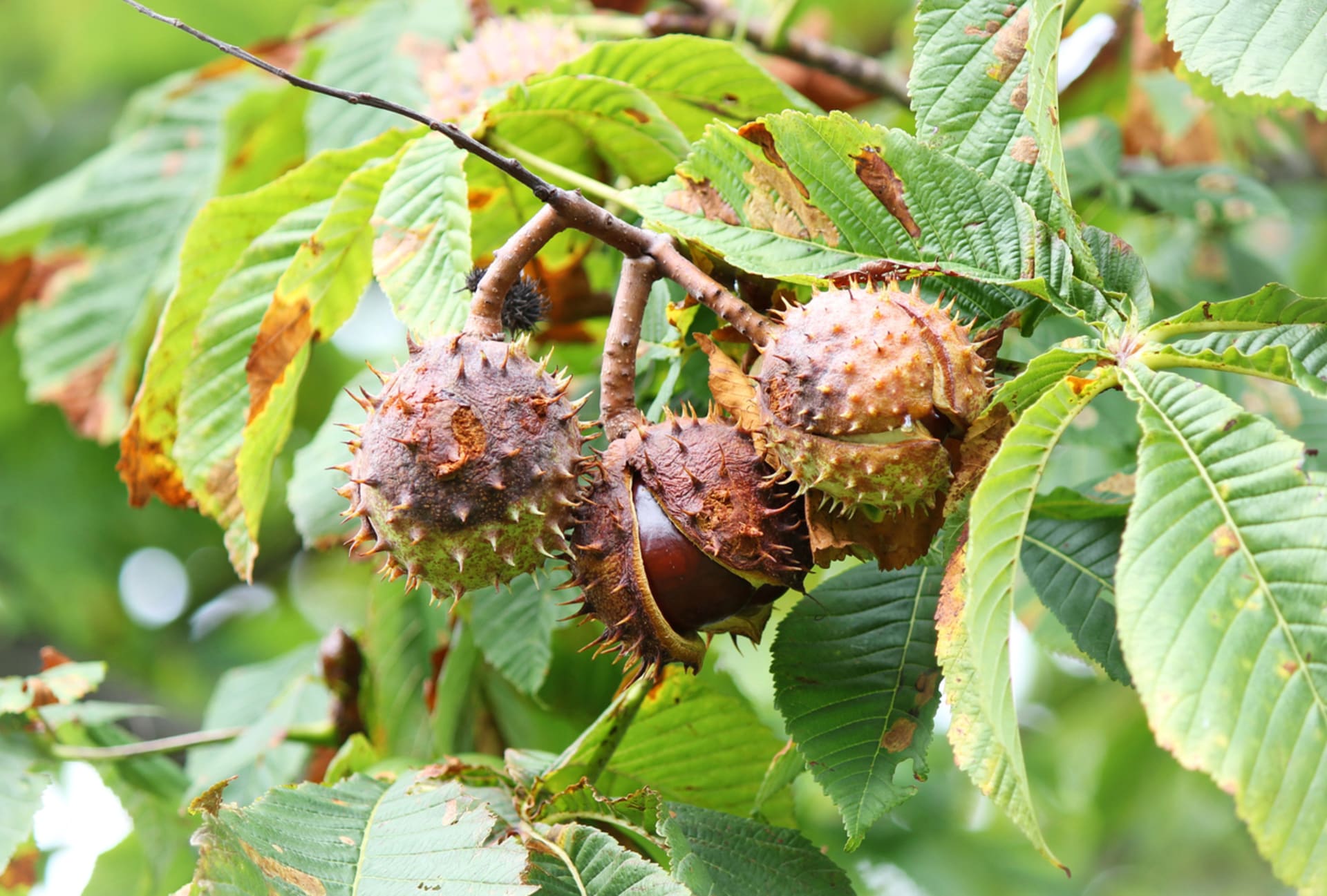 Aesculus hippocastanum (Aesculus hippocastanum)