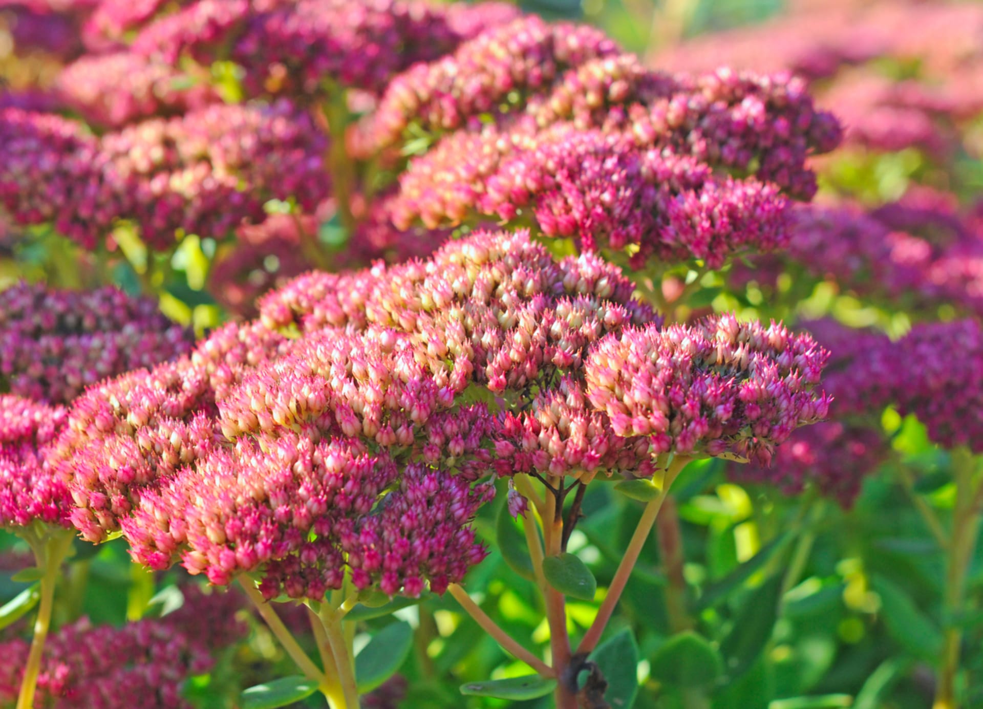 Hylotelephium telephium, dawniej Sedum telephium 