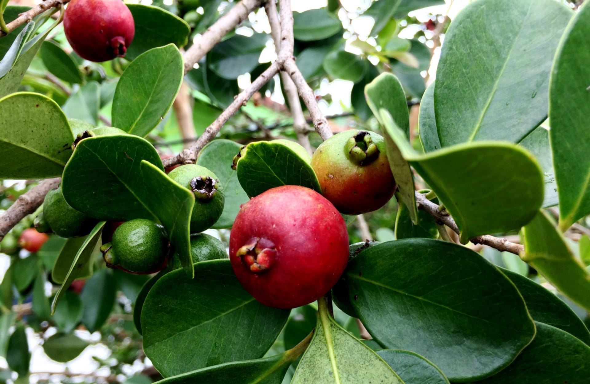 Drzewo truskawkowe (Psidium) 3