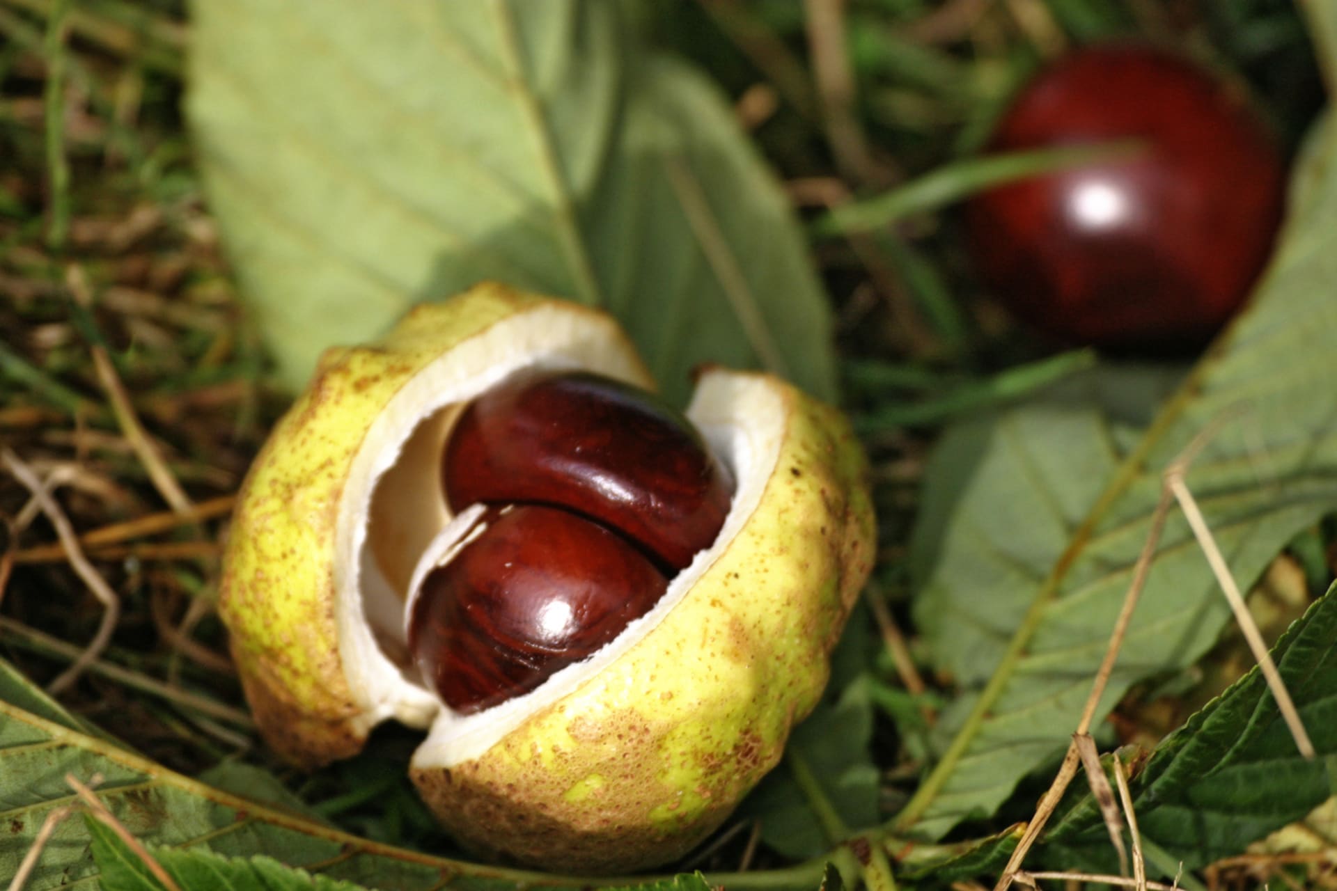 Aesculus x carnea