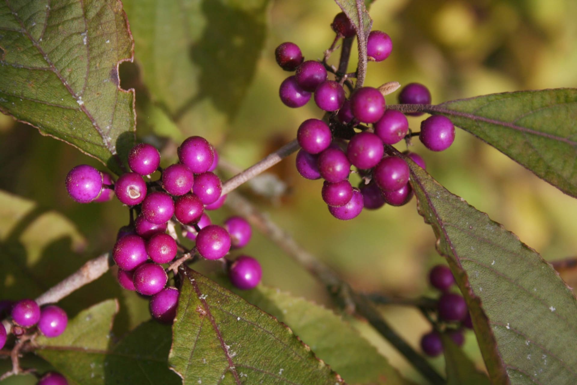 Callicarpa bodinieri (Callicarpa bodinieri)