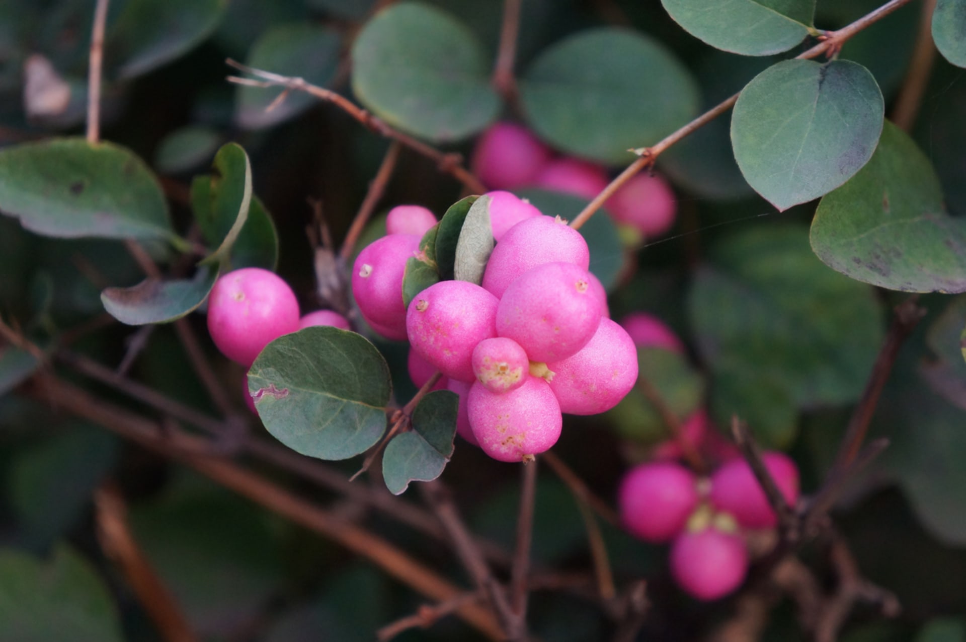 Symphoricarpos orbiculatus