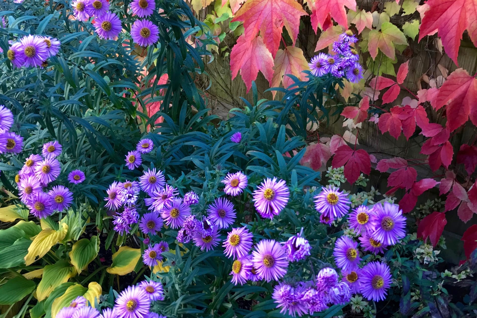 Aster, aster jesienny (Aster dumosus)