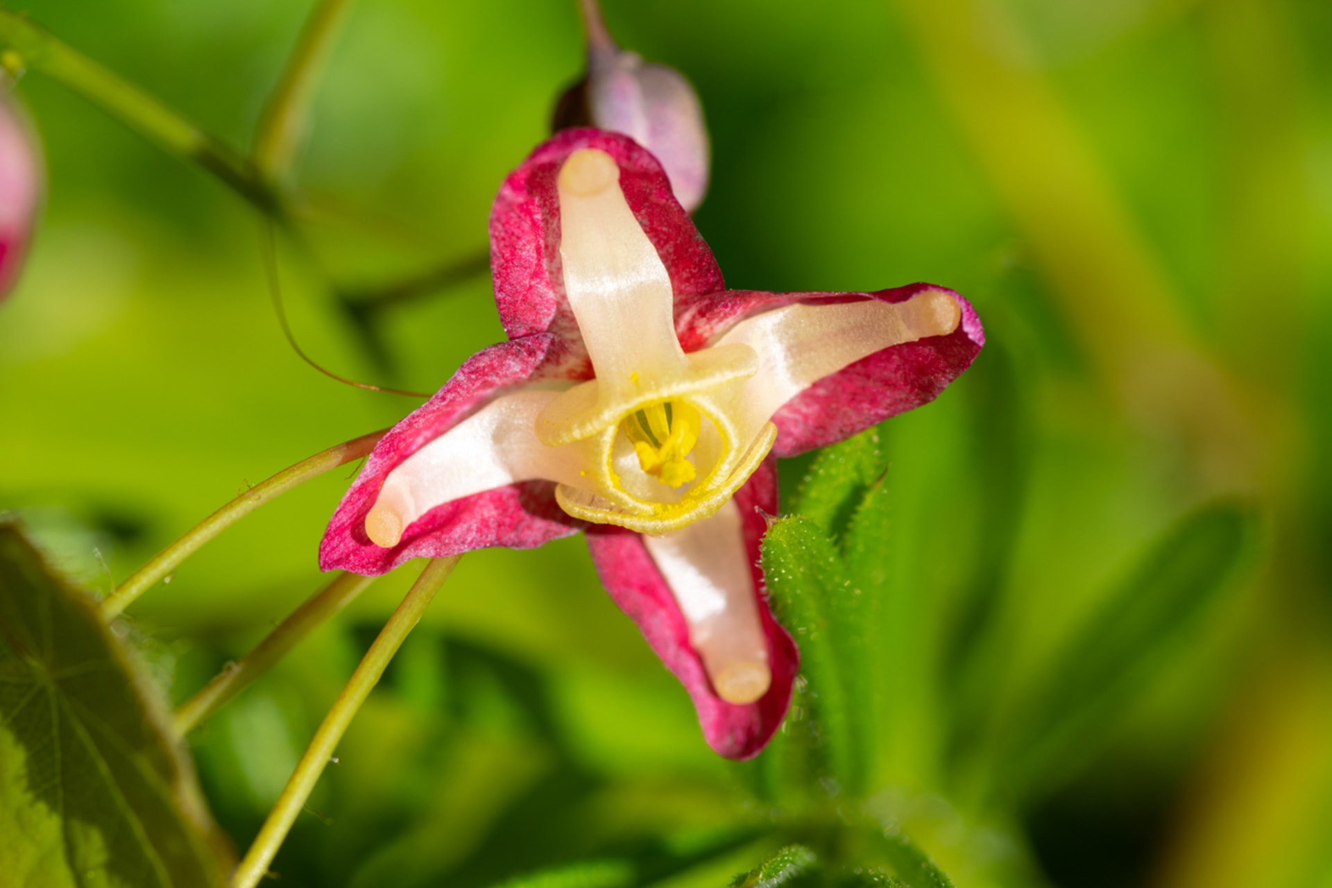 Epimedium alpinum (Epimedium alpinum)