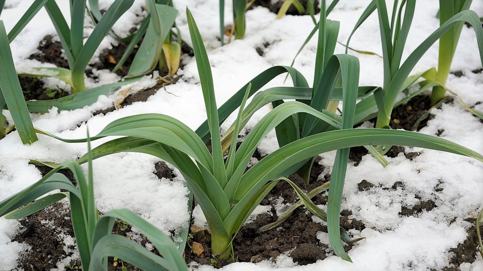 Pory ozime mogą pozostać w ziemi przez zimę i wytrzymują temperatury rzędu minus 15 stopni Celsjusza