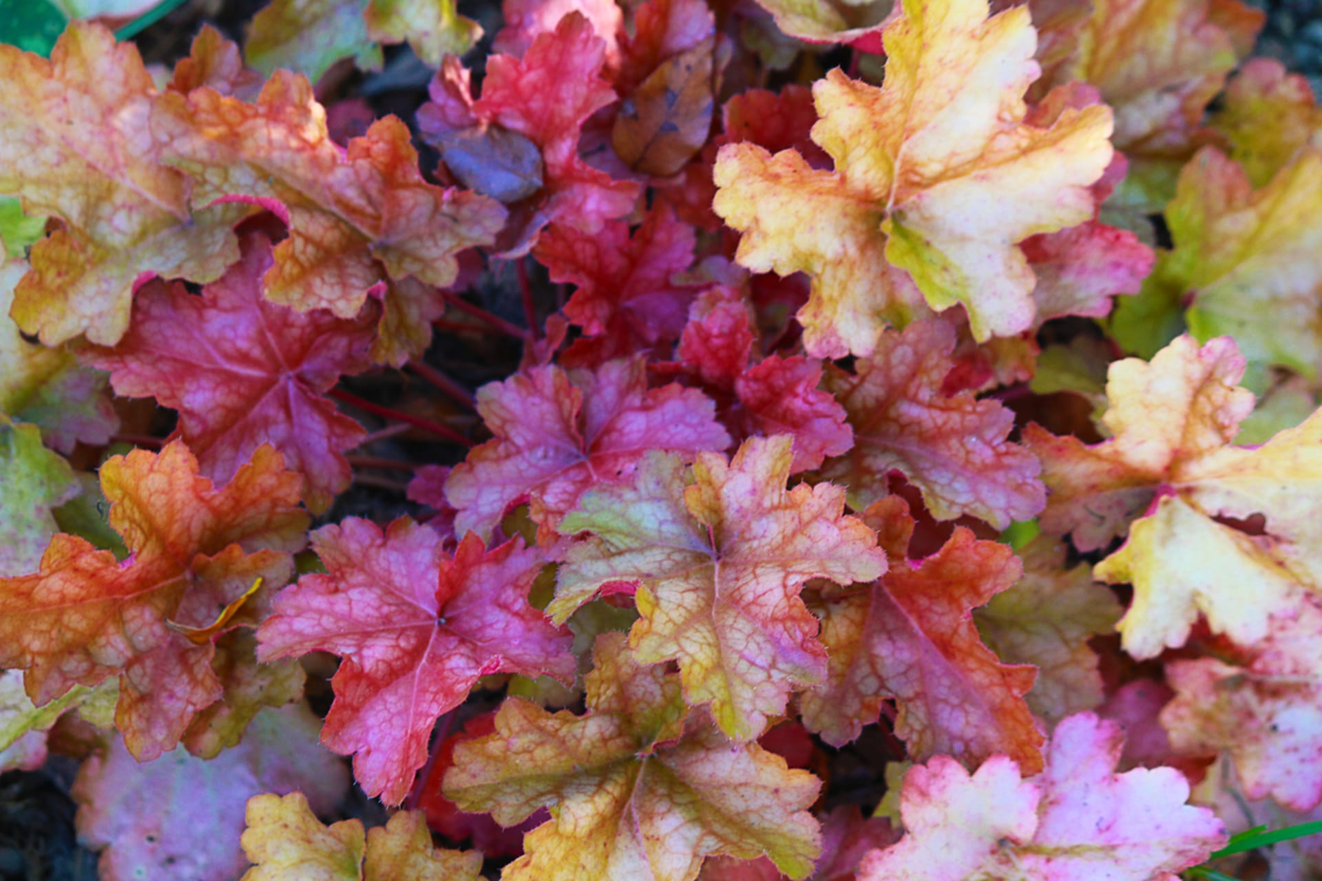 Heuchera