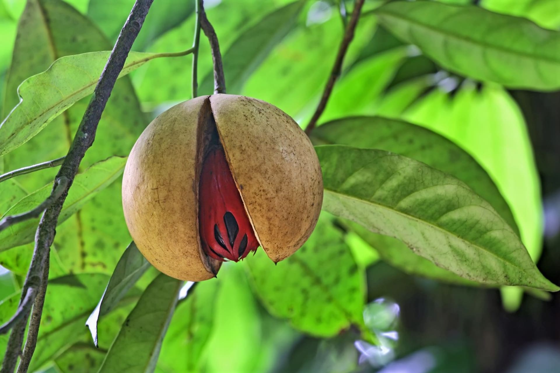 Myristica fragrans, zwana także myristica fragrans, to tropikalne wiecznie zielone drzewo o wysokości około 10 metrów. 