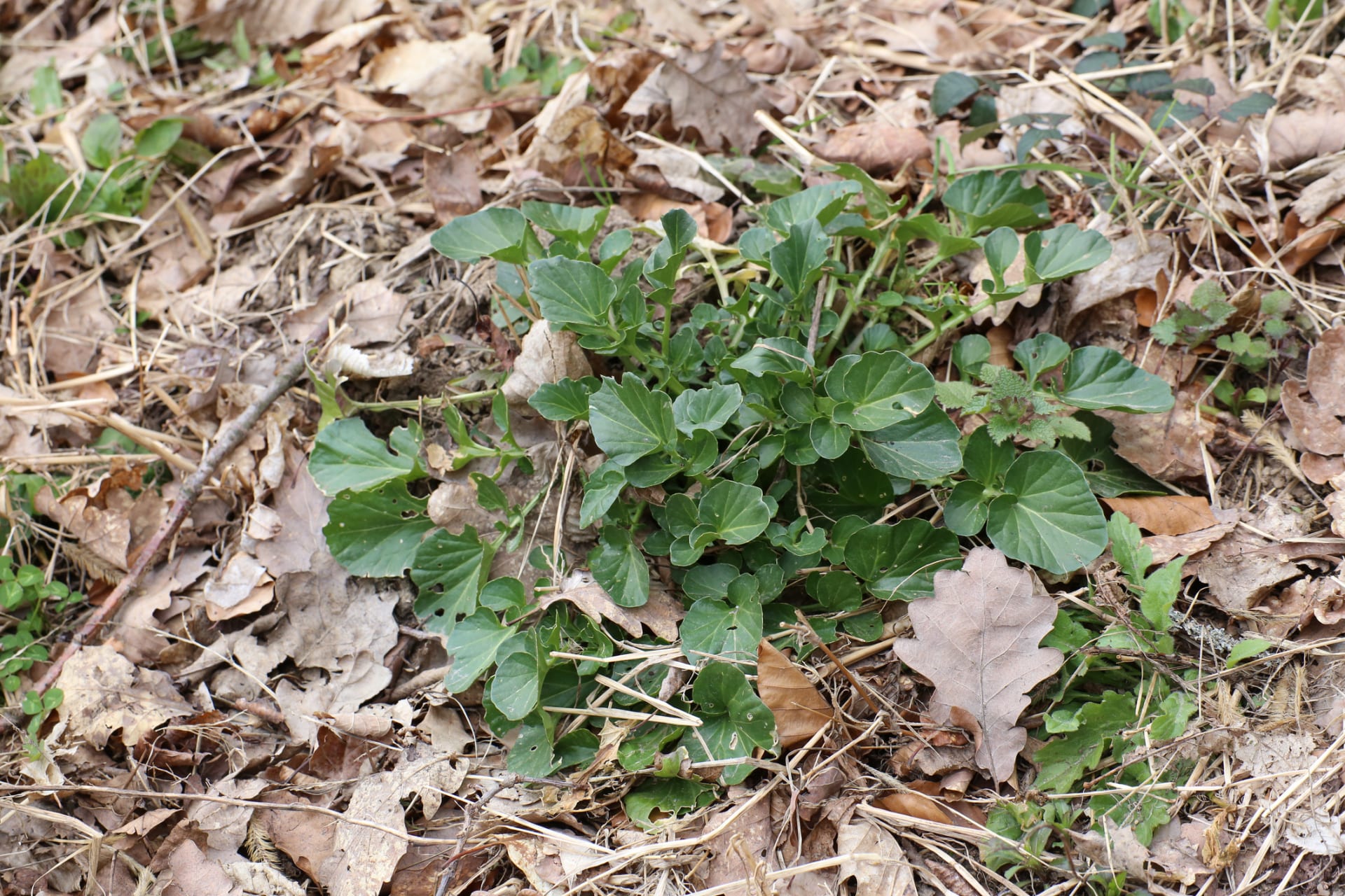 Berberys pospolity (Barbarea vulgaris)