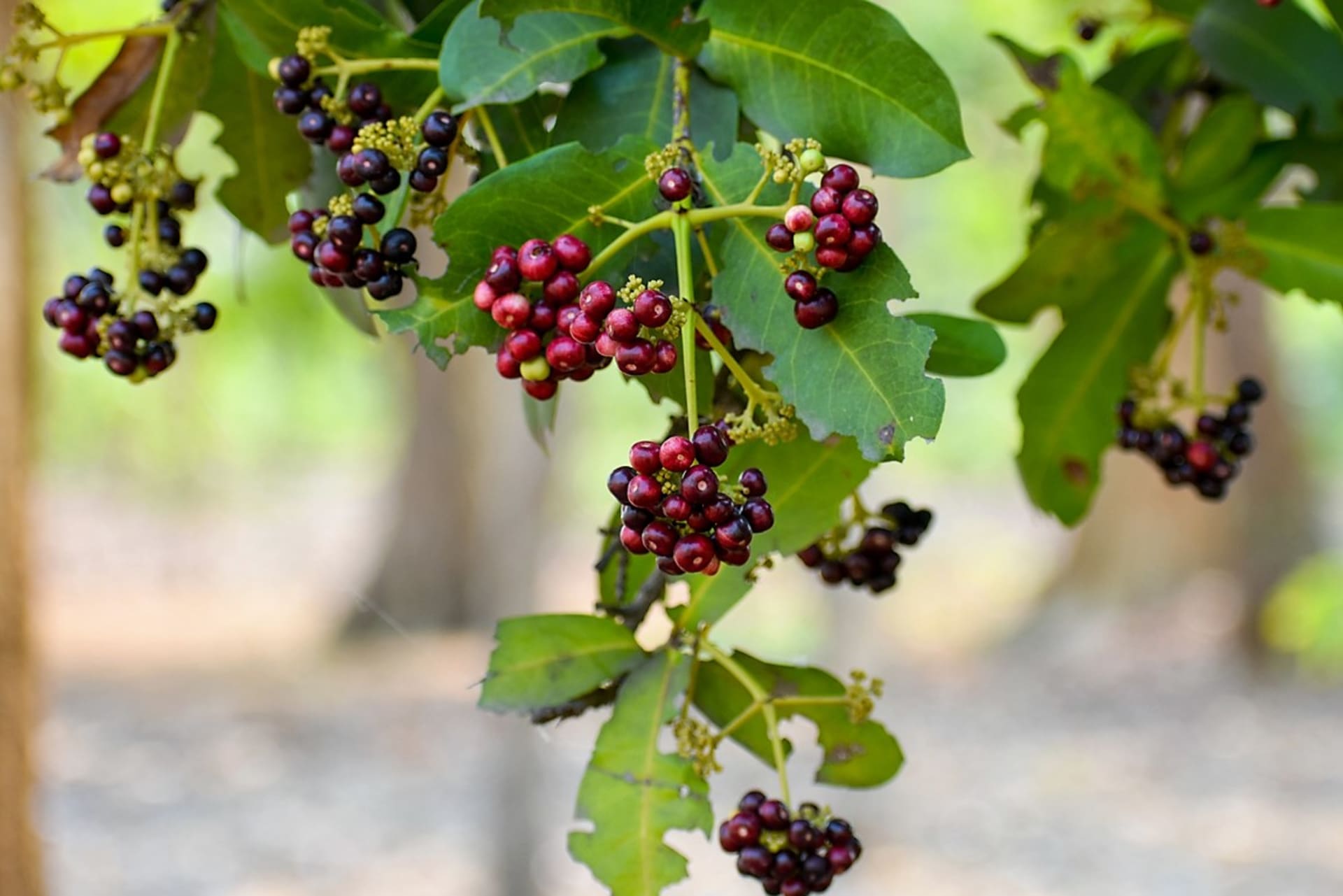 Nową przyprawą jest suszony owoc ziela angielskiego (Pimenta dioica)