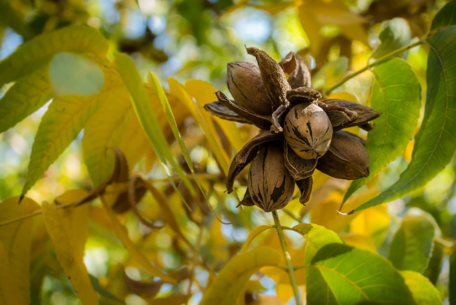 Carya illinoinensis (Carya illinoinensis)