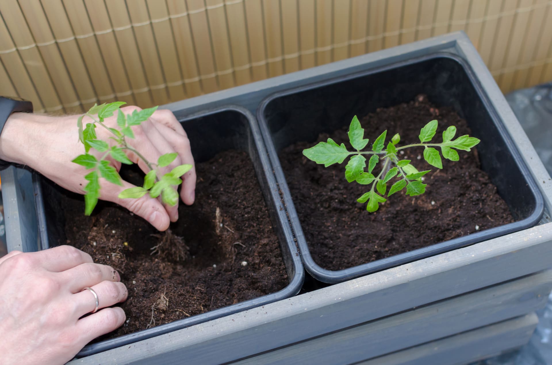 Nawet zupełni nowicjusze poradzą sobie z ogrodem na balkonie 5