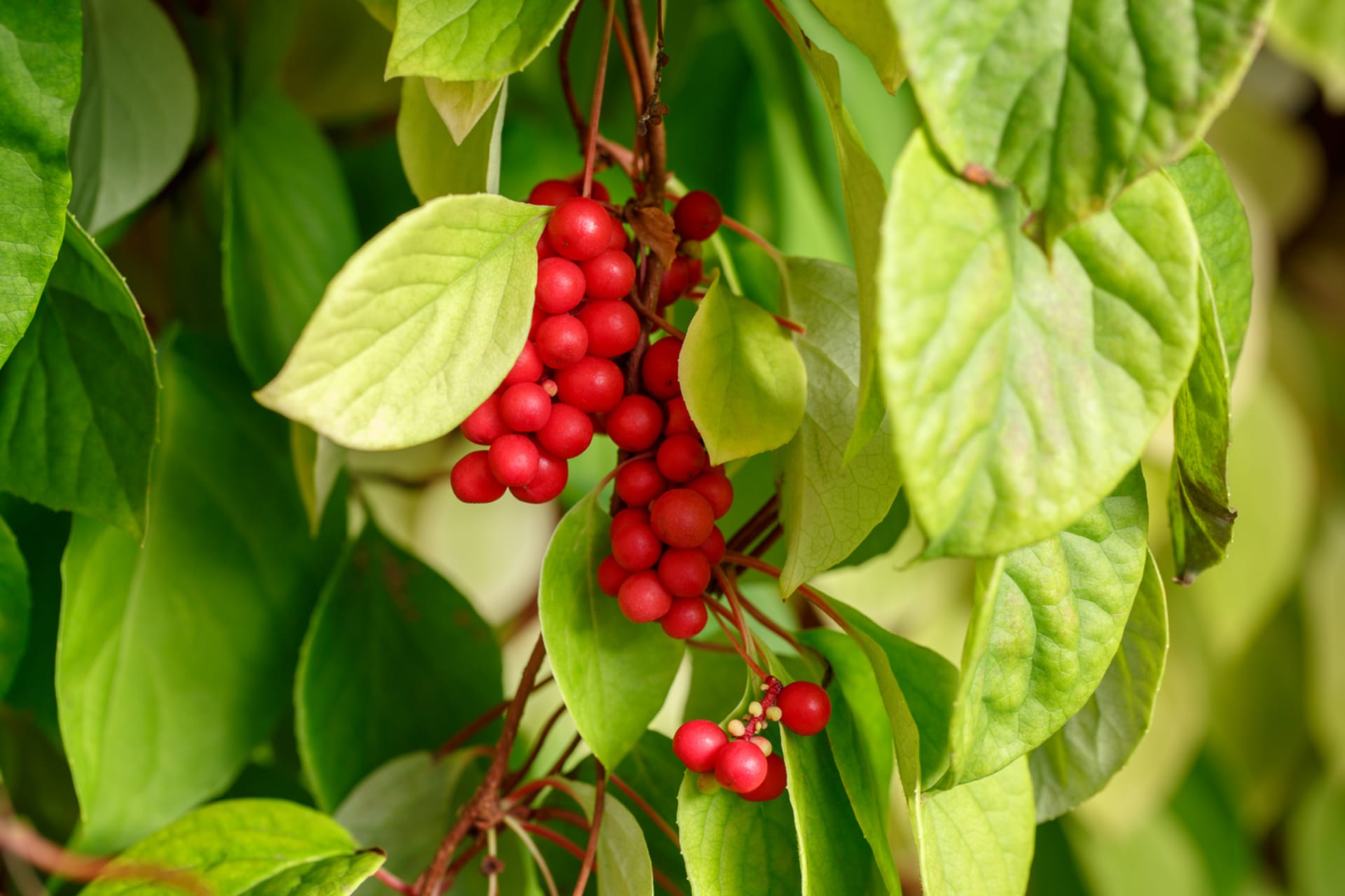 Scythia chinensis (Scgisandra chinensis)