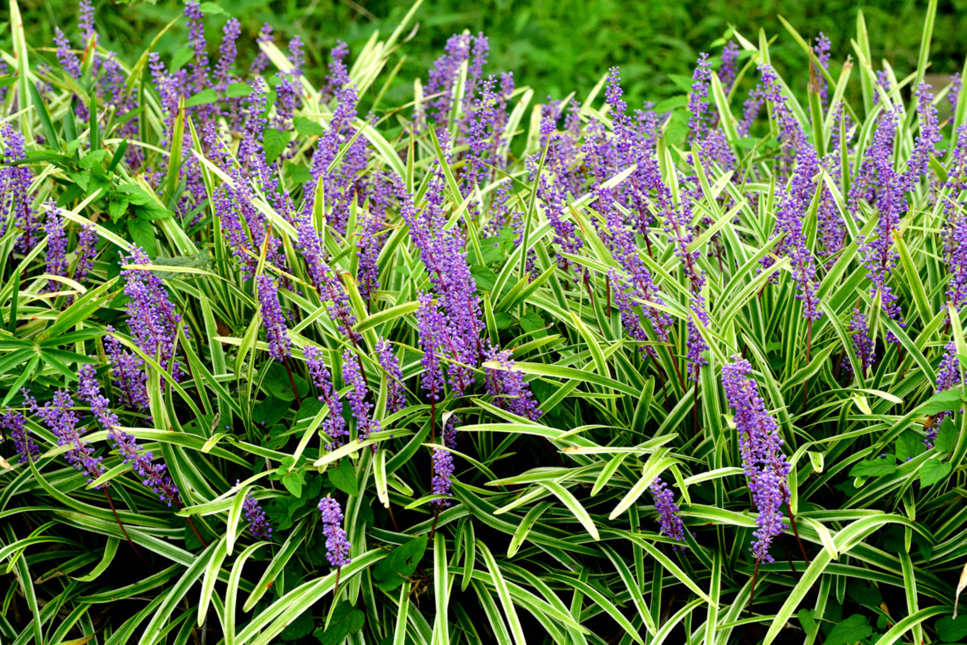 Muscari Liriopa 