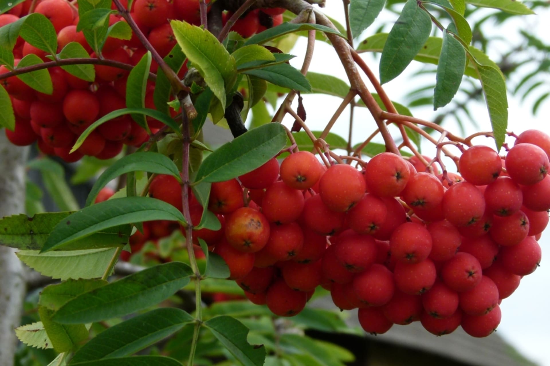 Sorbus aucuparia var