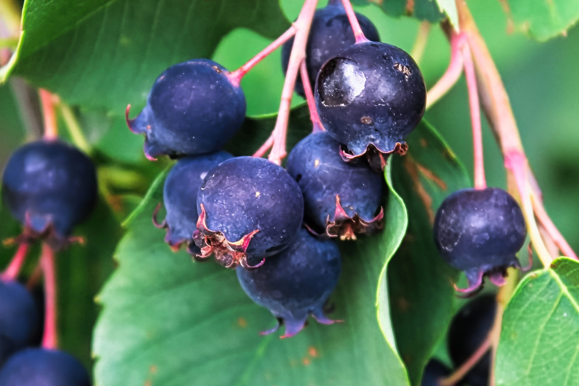 Amelanchier alnifolia