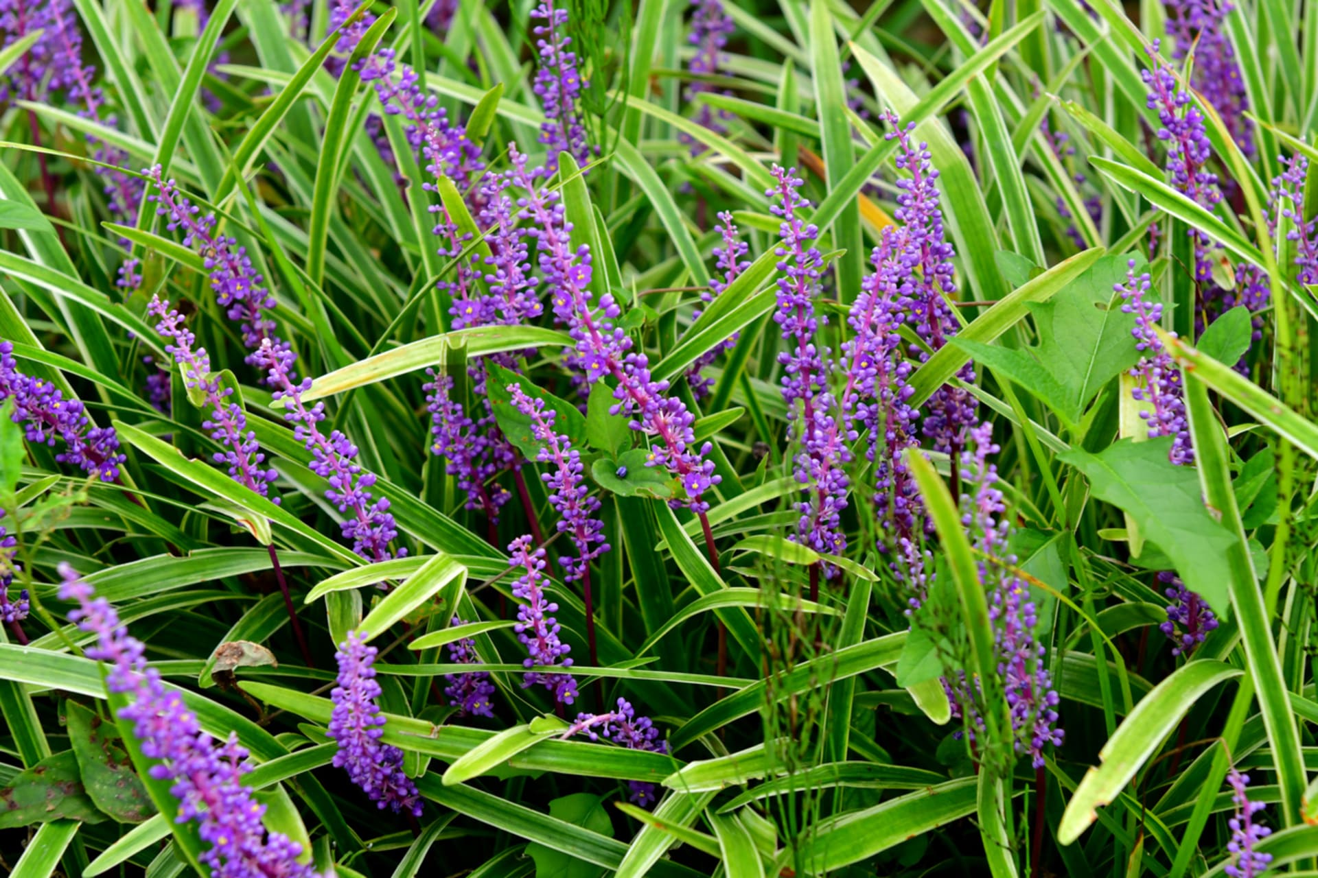 Muscari Liriopa 