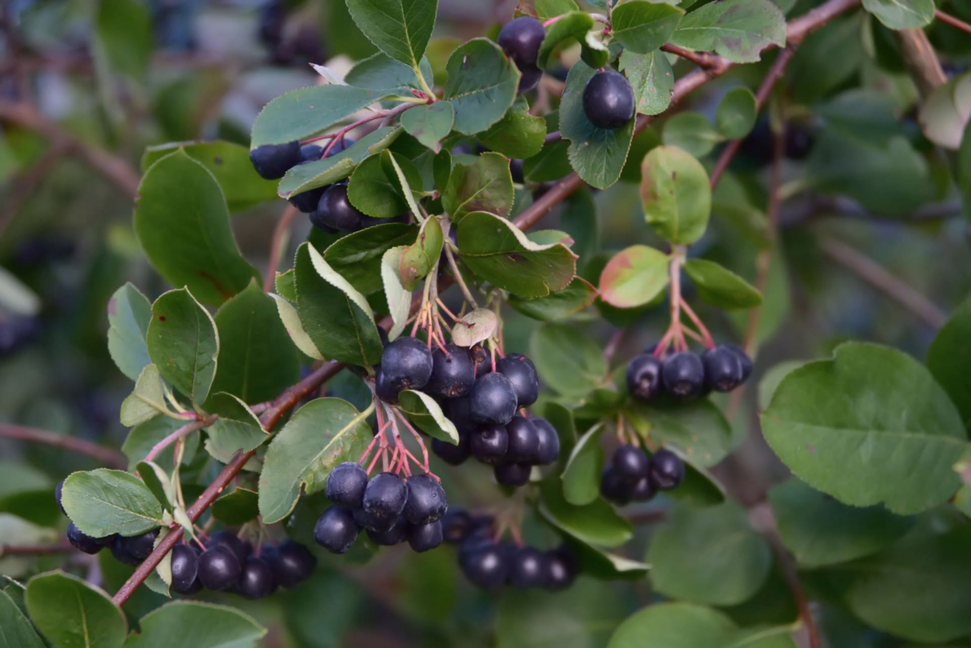 Aronia melanocarpa