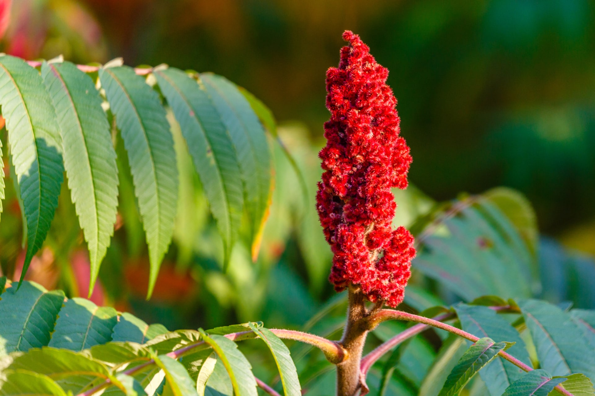 Sumak (Rhus typhina) 