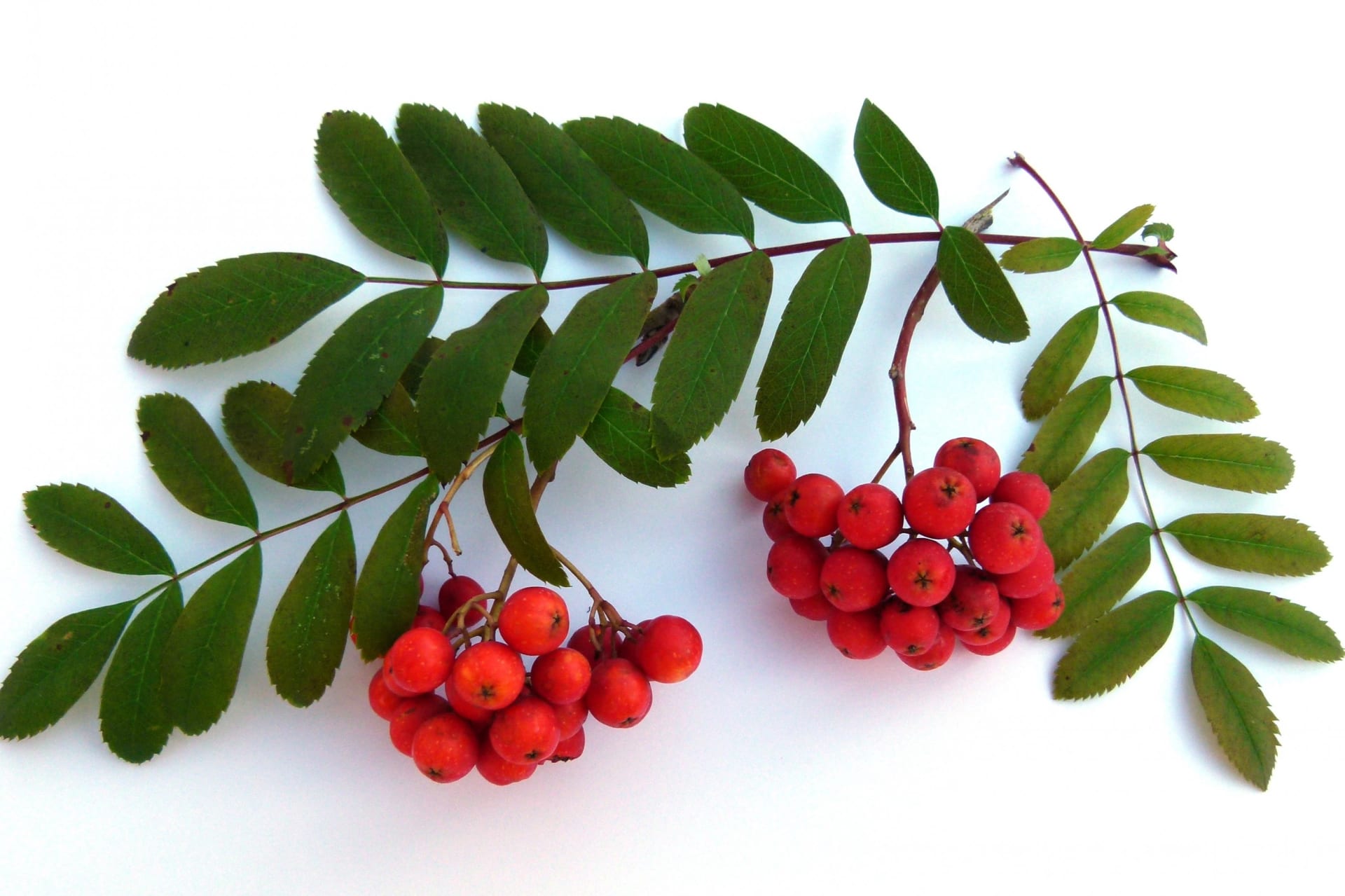 Sorbus aucuparia var