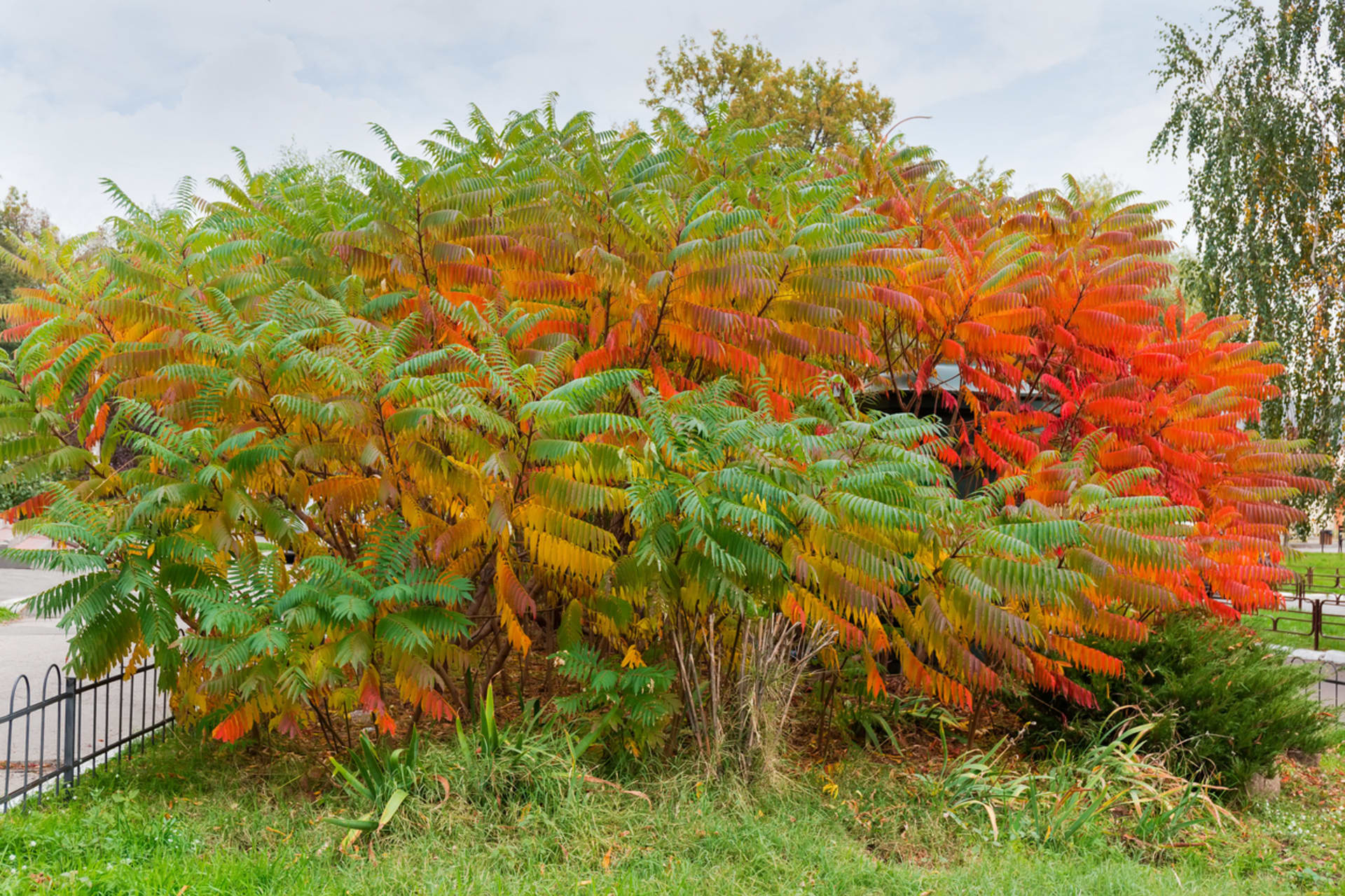 Sumak (Rhus typhina) 