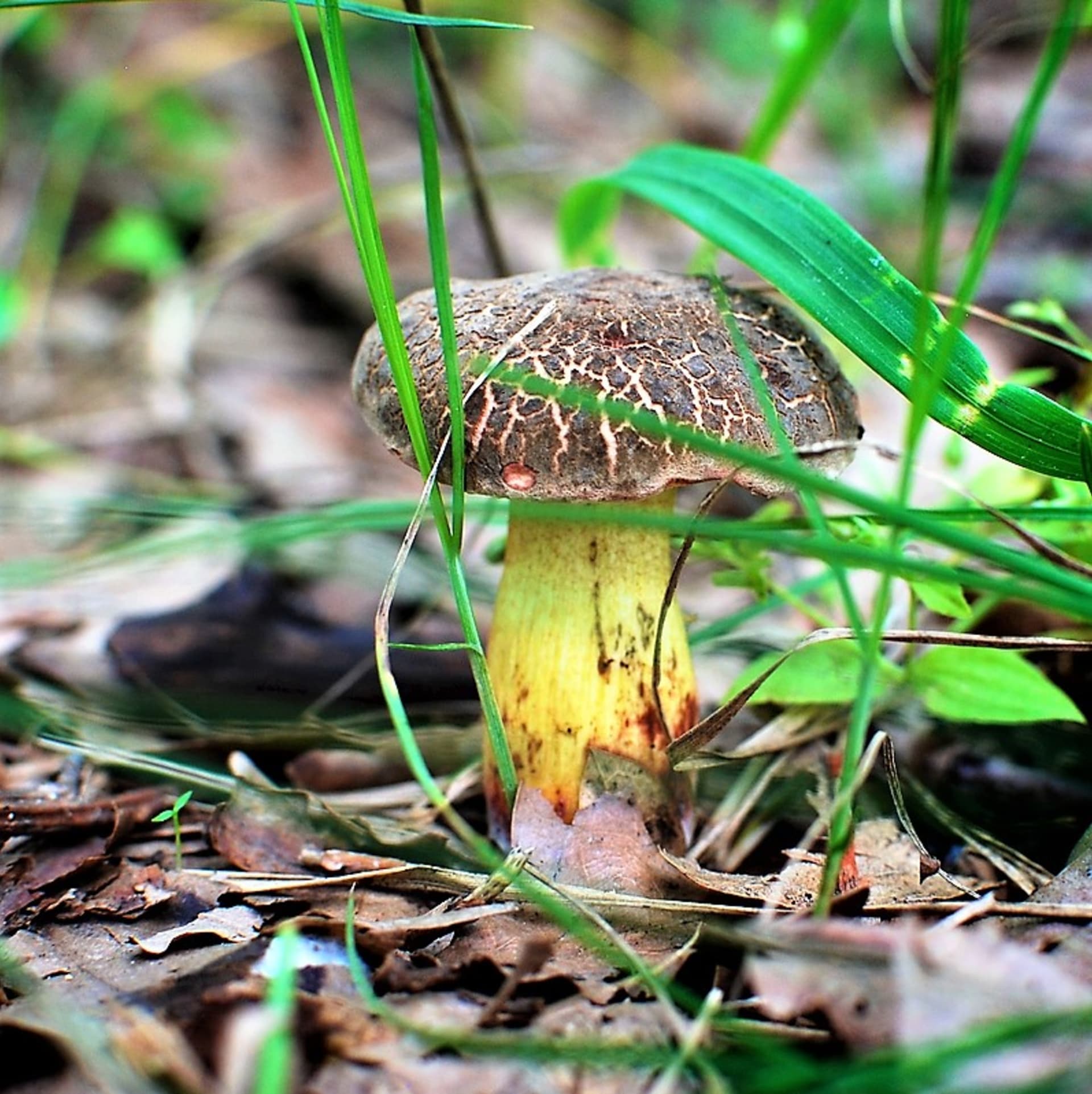 Grzyb o żółtym miąższu (Xerocomus chrysenteron) rośnie praktycznie przez cały sezon grzybowy, czyli od końca maja do końca października na terenie całych Czech.