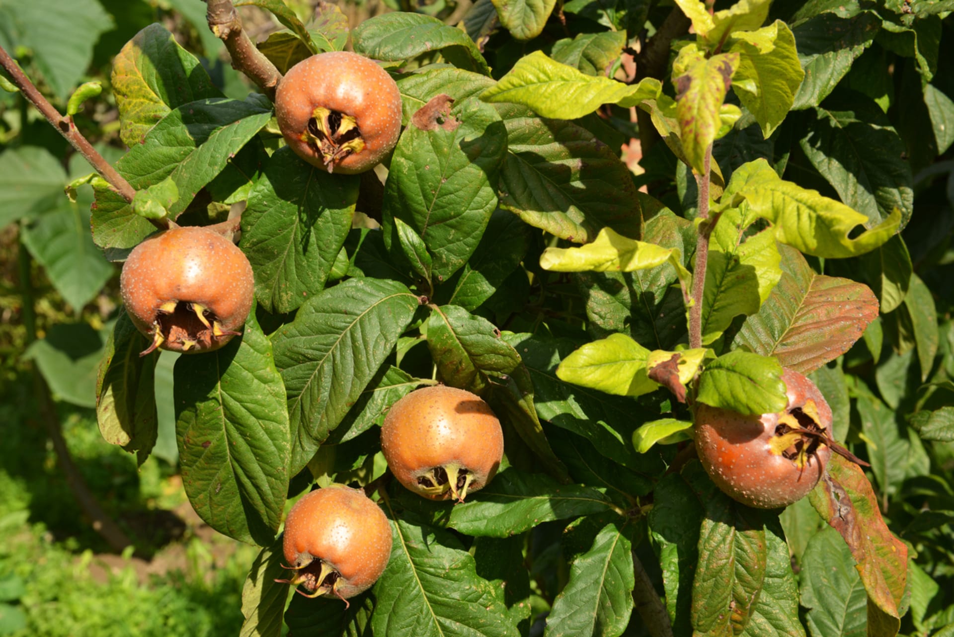 Niesplik (Mespilus germanica)