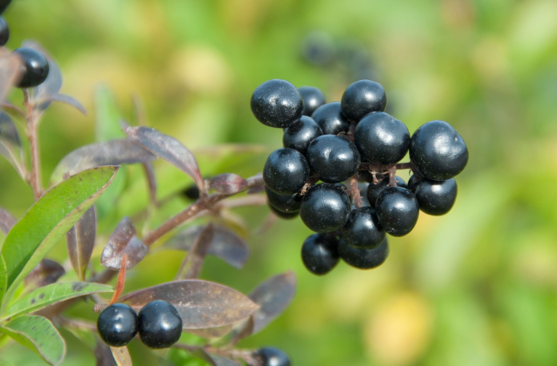 Ligustrum vulgare (Ligustrum vulgare)