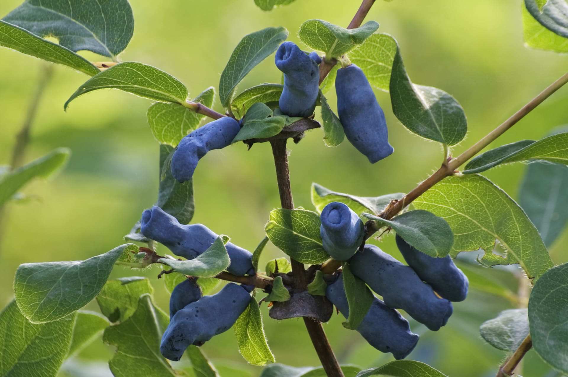 Wiciokrzew, borówka kamczacka (Lonicera caerulea)