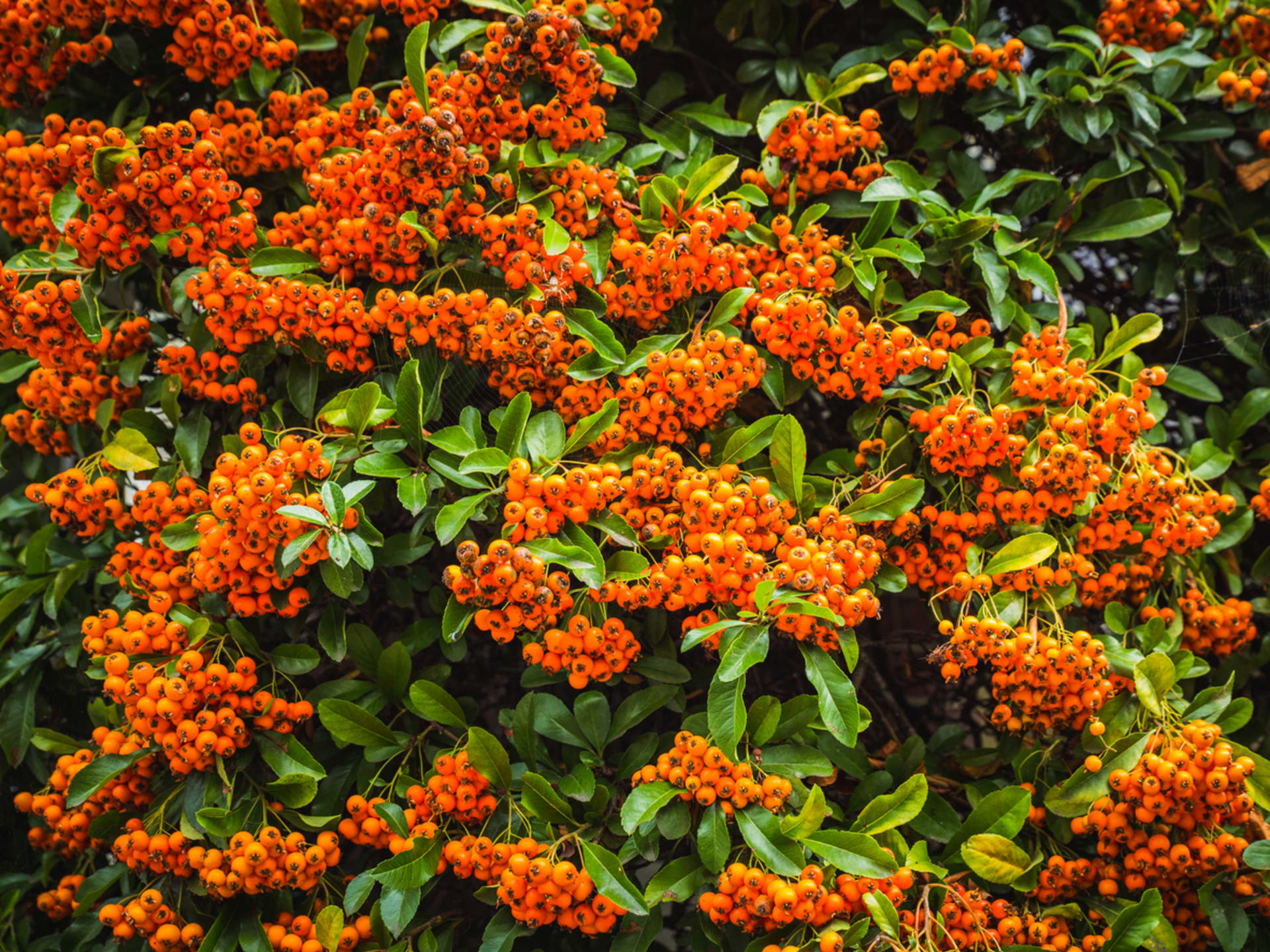 Głóg (Pyracantha)